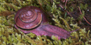This snail was named after an employee of Oregon Cave, not because he was slow but because he wrote the technical description of the snail.